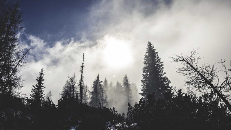 Whispering Woods Totem Puzzle